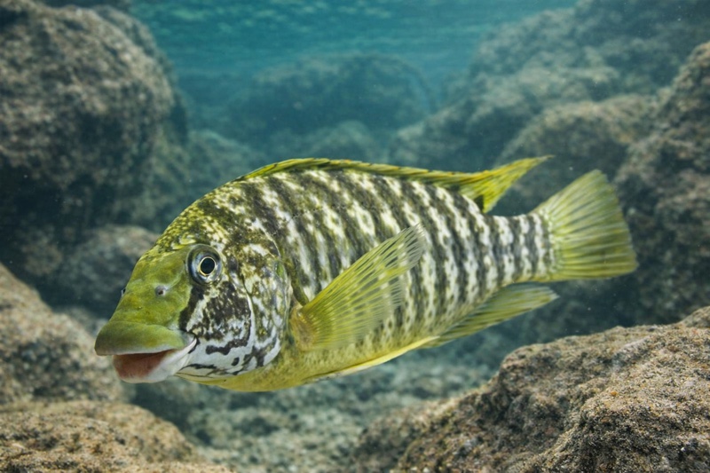 Petrochromis macrognathus 'Chituta Bay'